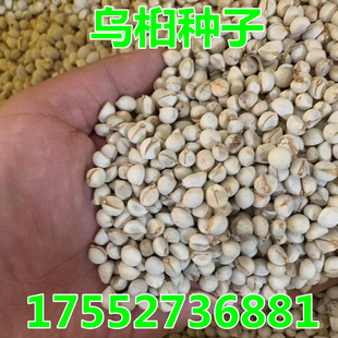 新采乌桕树种子籽 腊子树种子 红叶桕子树 木子树籽种子行道树籽