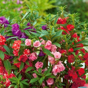 凤仙花种子重瓣茶花阳台盆栽室内学生实验四季易种花草指甲花种籽