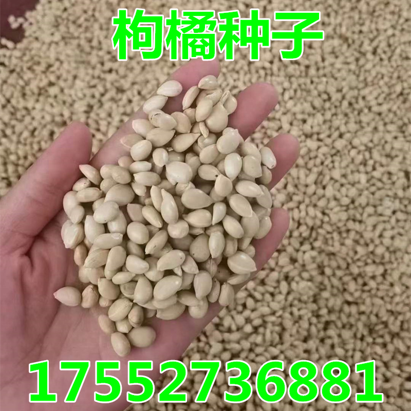 新采枸橘 枳壳种子枸桔籽香橙 红橘种子嫁接砧木树种子围墙篱笆籽