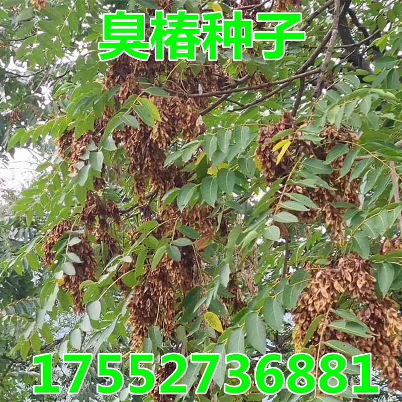 新采臭椿树林木种子臭椿种子乔木 造林树苗籽 红油香椿种子包邮