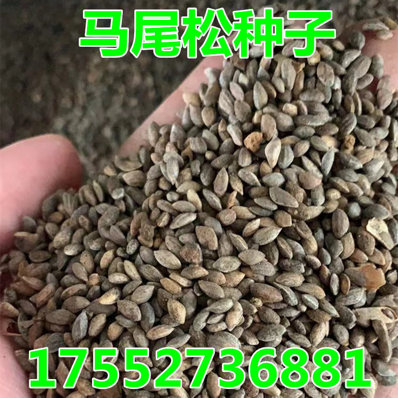 马尾松黑松湿地松种子