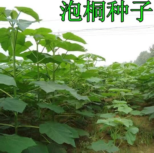 泡桐树种子绿化树种子
