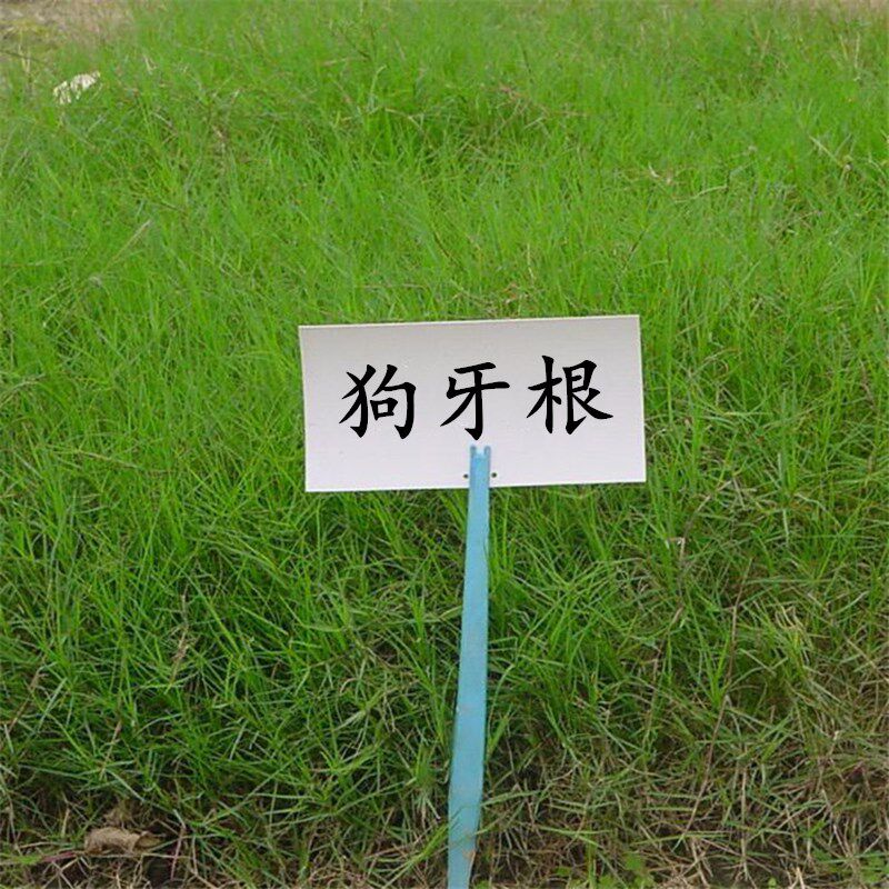 狗牙根种子 护坡固土绿化工程草籽 不修剪耐旱耐践踏球场草种籽