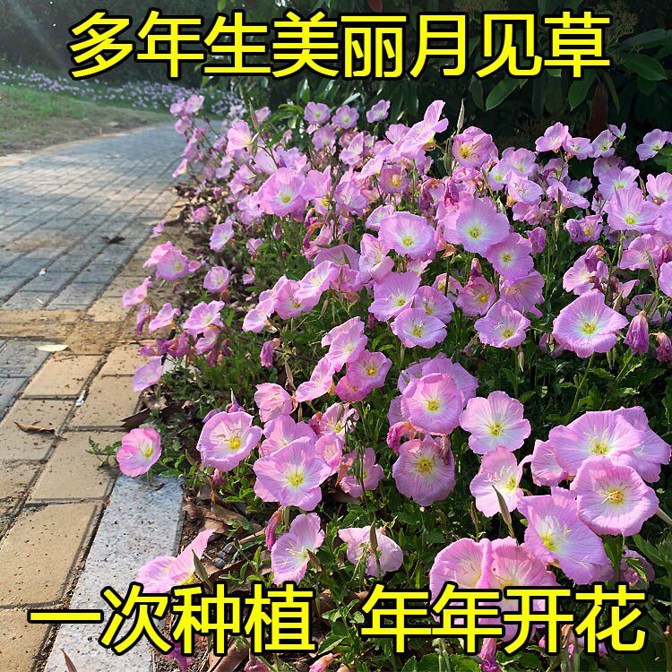 月见草种子 四季鲜花种子 阳台观赏植物盆栽晚樱草花籽花种子包邮