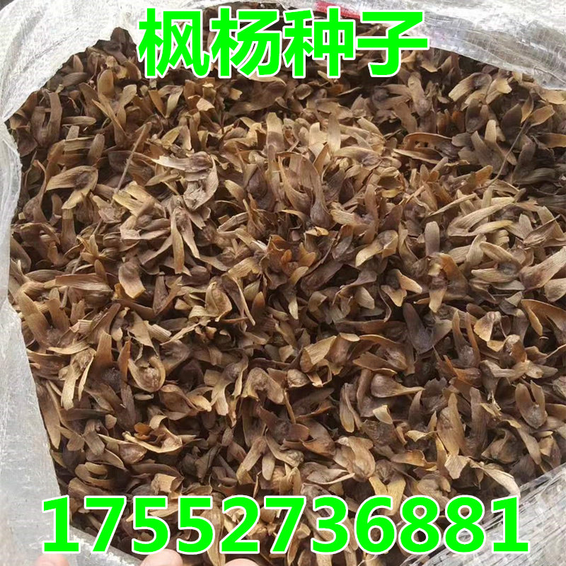 枫杨种子 枫杨树种子 麻柳种子 水麻柳种子 燕子树蜈蚣柳树种子