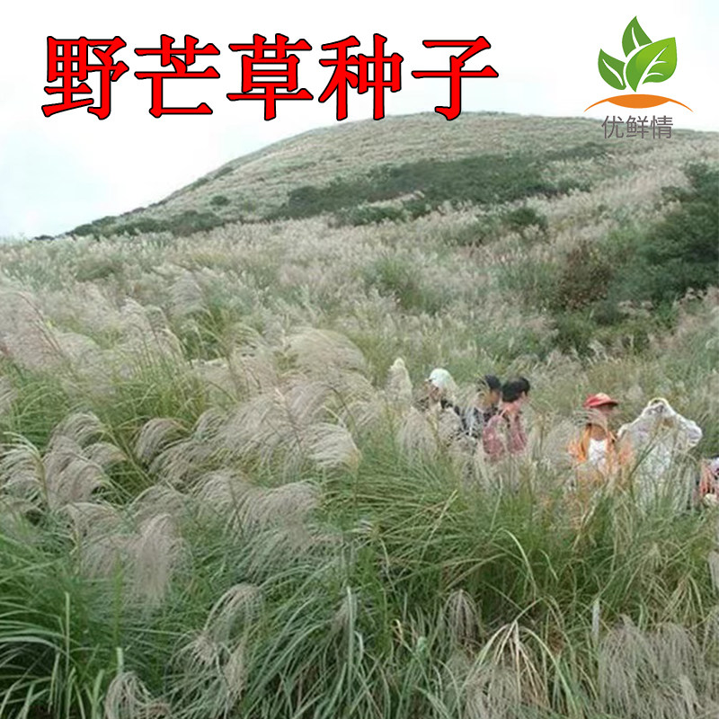 护坡牧草野芒草种子四季种南方北方种植野草植物易种草籽护坡草种