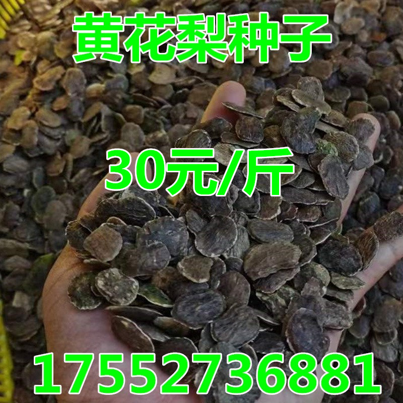 新采黄花梨种子 正宗海南黄花梨家庭园艺种子