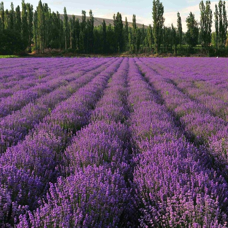 薰衣草种子狭叶普罗旺斯花种四季种庭院驱蚊香草阳台花籽盆栽种孑
