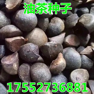 油茶种子 大果红花油茶种子 白花油茶 茶花山茶 茶树种子油茶树籽