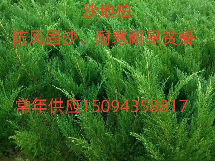 沙地柏防风固沙耐盐碱铺地柏耐寒