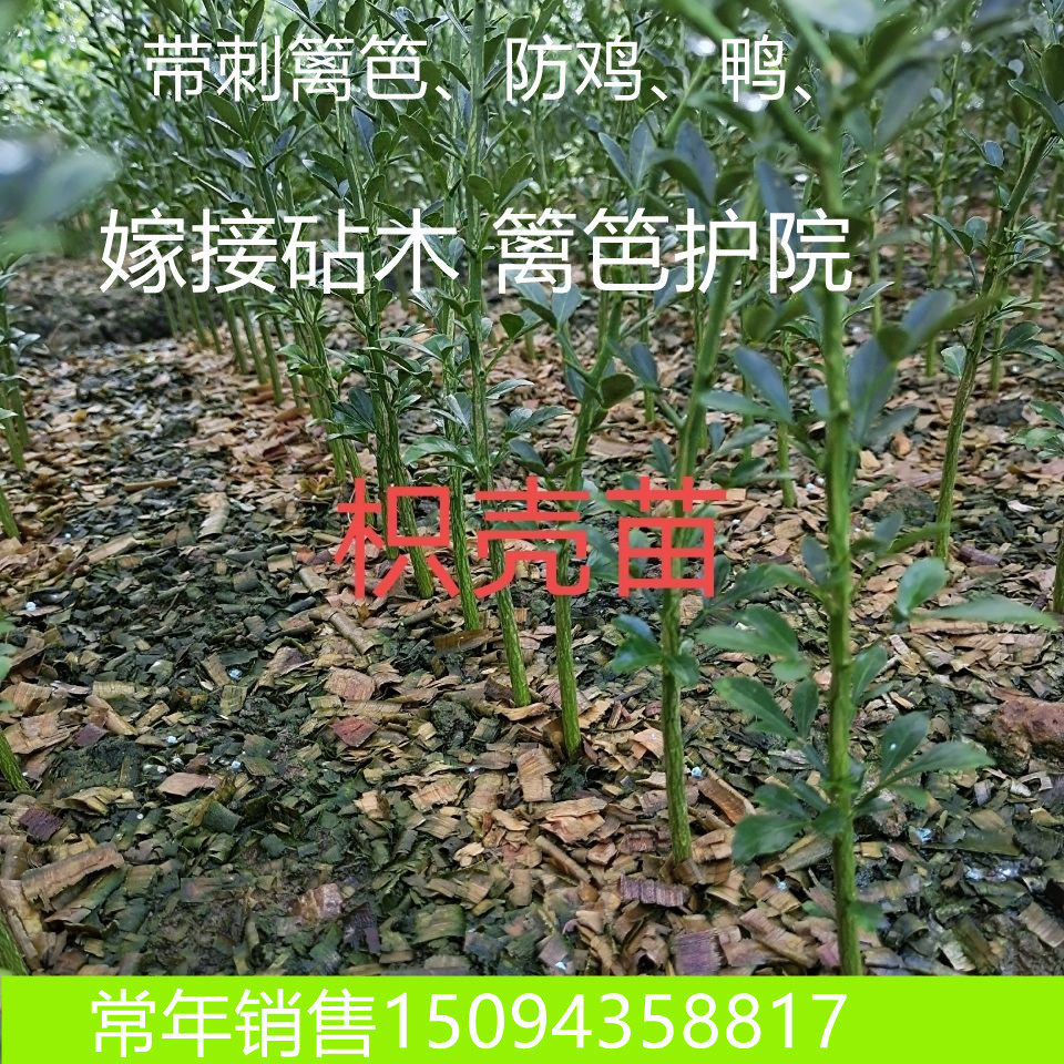 枸橘苗枳橘苗带刺篱笆苗养殖场果园护院苗造刺树苗枸橘苗嫁接砧木