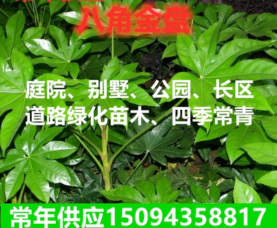 别墅植物四季常青耐阴八角金盘