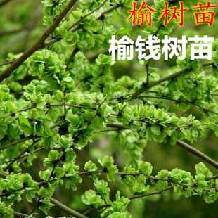 工程绿化苗木榆树苗榆树小苗白榆家榆榆钱树苗 榆树墙树苗榆钱树