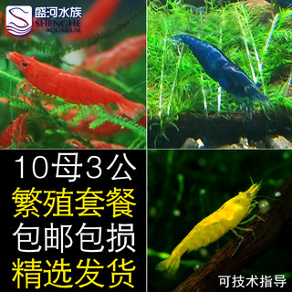 观赏虾公母繁殖组水晶虾活体淡水宠物虾除藻工具虾成体可以生小虾