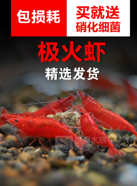红色观赏虾活体除藻虾工具虾集火虾宠物虾套餐樱花虾极火活体包邮