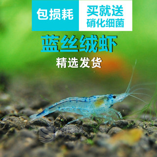 蓝丝绒虾米水族观赏活体草缸虾缸宠物虾蓝色虾水草鱼缸除藻工具虾