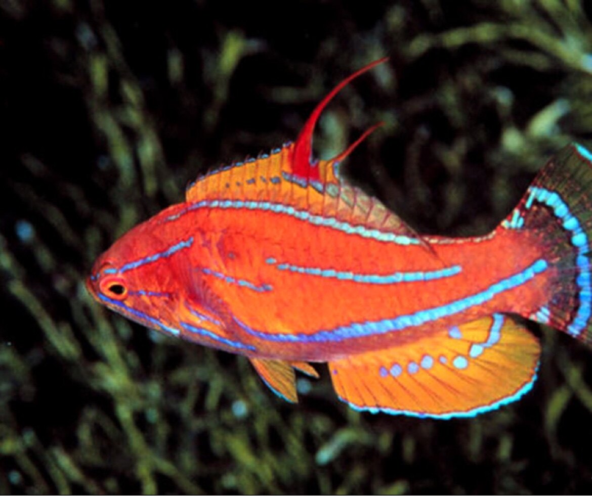 蓝旗快闪龙海水鱼隆头鱼活体海水缸海水观赏鱼水族宠物