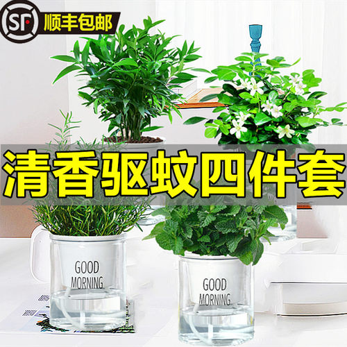 驱蚊植物水培可食用室内盆栽