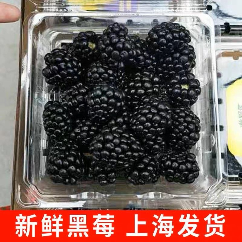 上海发货新鲜黑莓鲜果2/4盒孕妇水果黑树莓稀有热带水果顺丰包邮