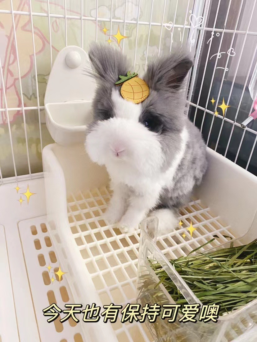 小兔子活体长毛盖脸猫猫兔垂耳