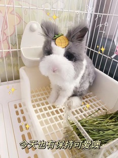 小兔子活体盖脸猫猫兔安哥拉长毛灰白道奇垂耳兔长不大侏儒兔茶杯