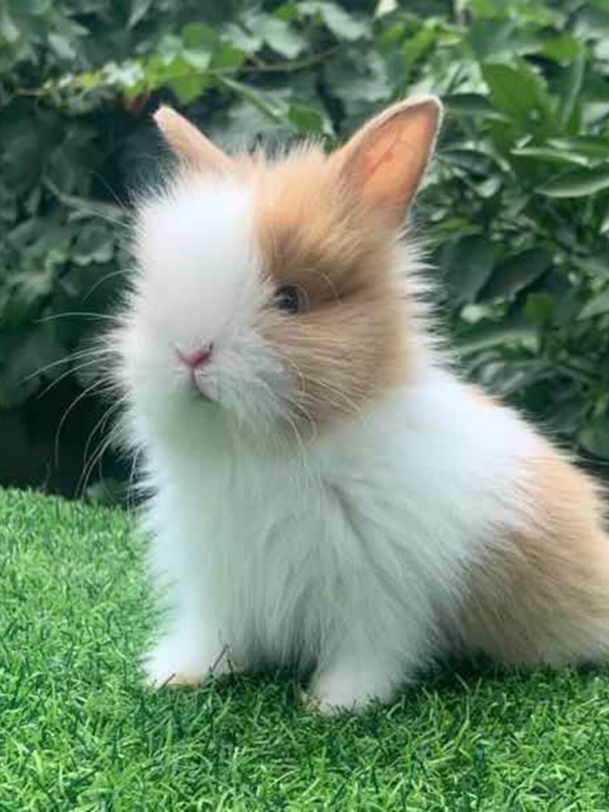 小兔子活体盖脸猫猫兔安哥拉长毛灰白道奇垂耳兔长不大侏儒兔茶杯