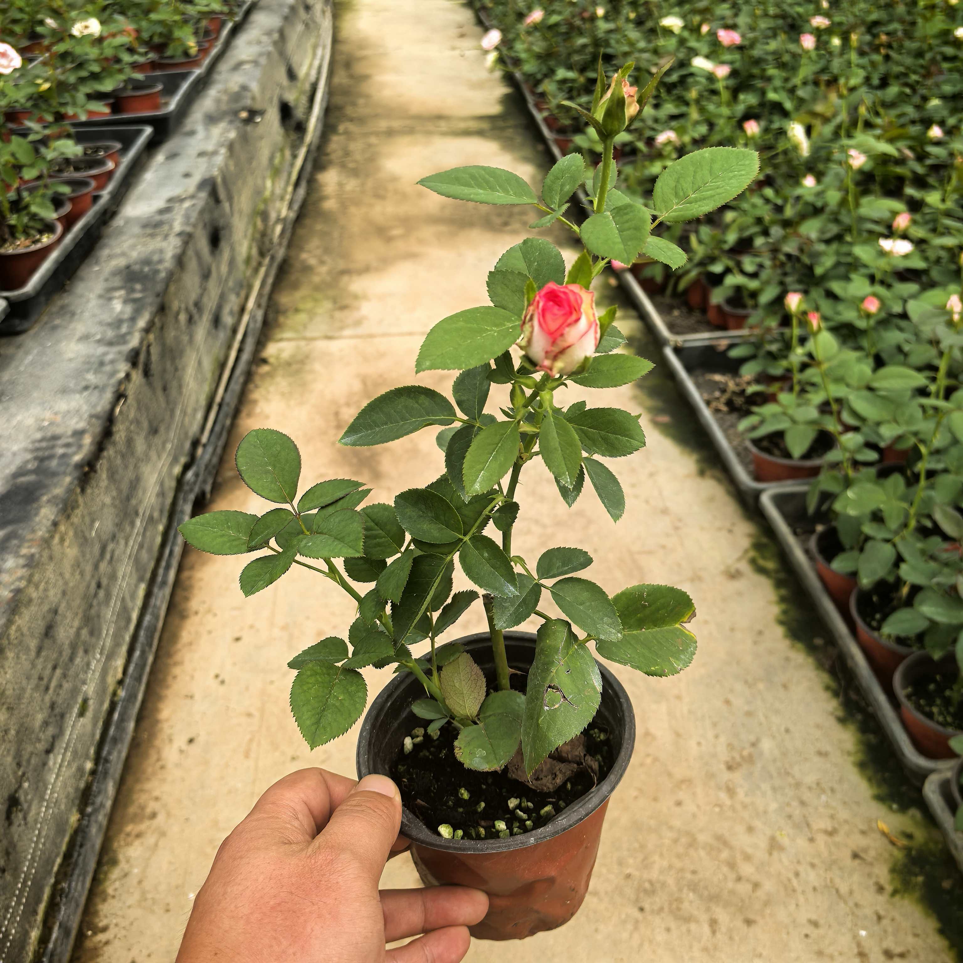 艾莎爱莎玫瑰花带花苞月季