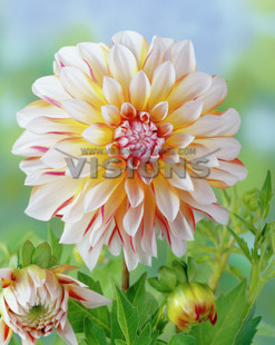 妖妖园艺,运费专拍