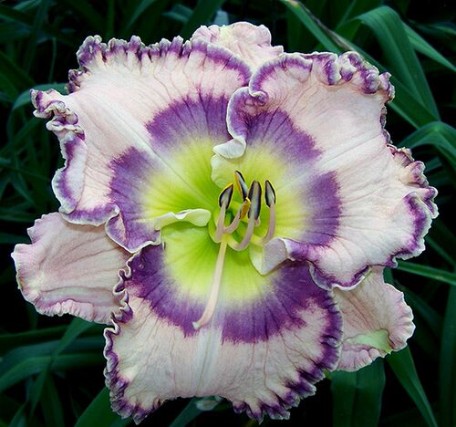 耐寒耐旱大花萱草多年生夏季开花