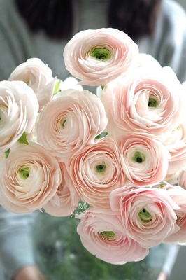 荷兰进口一代种球超级花毛茛河内、巨星花毛茛花、典雅系列花毛茛