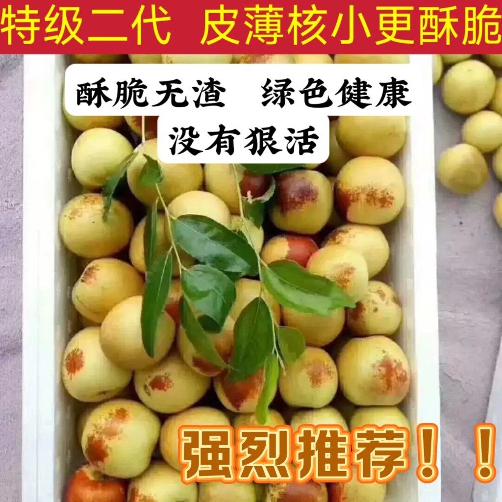 冬枣东枣新鲜特级二代自家种植现摘当季脆甜送礼枣子圆枣大枣