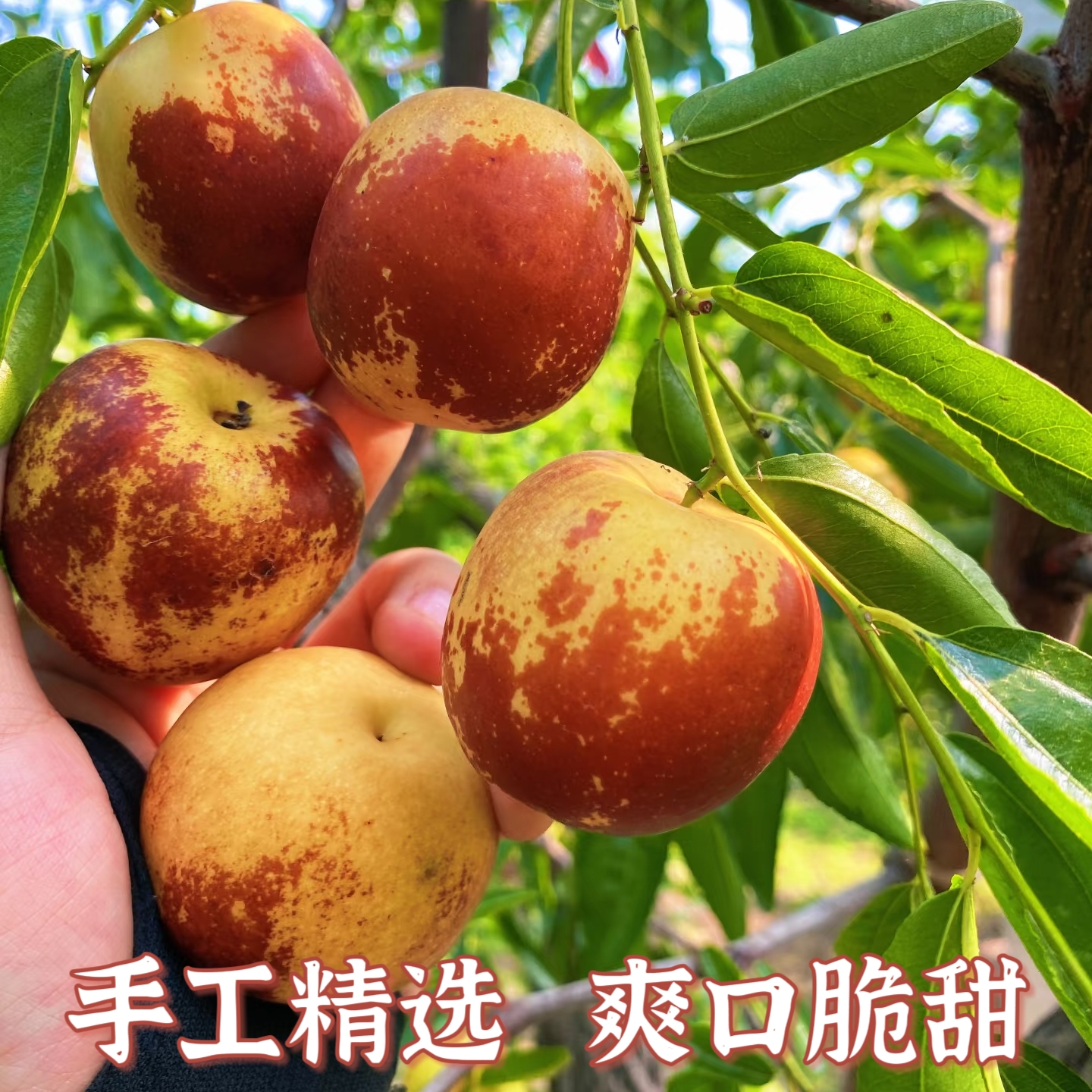 自家种植沾化冬枣新鲜脆甜包邮