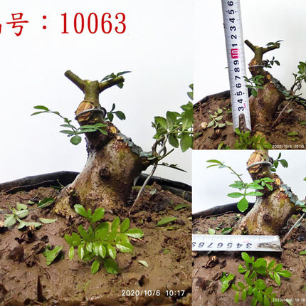 对接白蜡盆景大树型树素材盆栽树桩熟桩植物办公桌书房客厅包邮