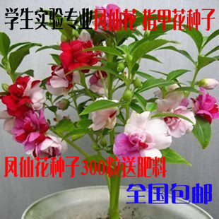 凤仙花种子 指甲花 阳台盆栽简单易种花籽花卉鲜花茶花凤仙花草