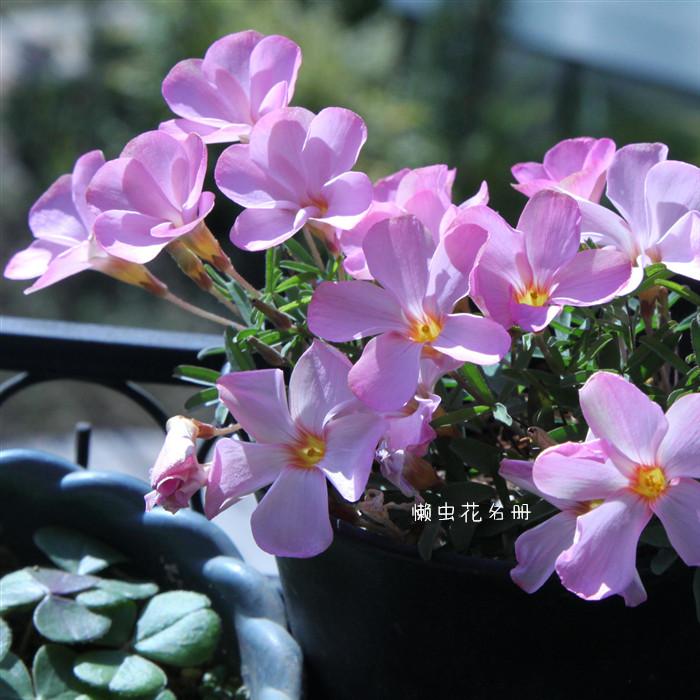 懒虫花园-酢浆草冬季开花机器多年球根植物早花盆栽带盆土发现货