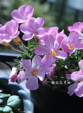 多选择秋植酢浆草粉冬春开花爆盆