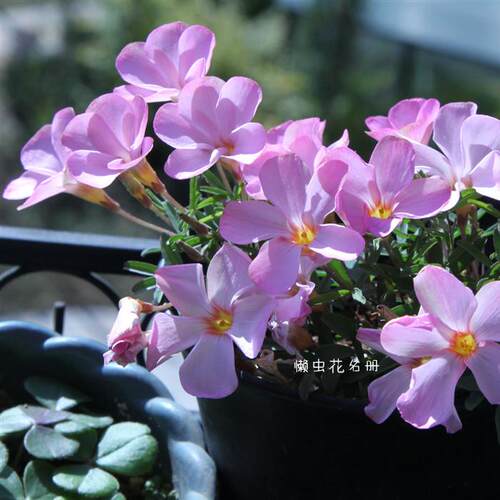 多选择秋植酢浆草粉冬春开花爆盆