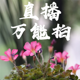 包邮 懒虫花园 实付满30 备注编号 直播间万能拍