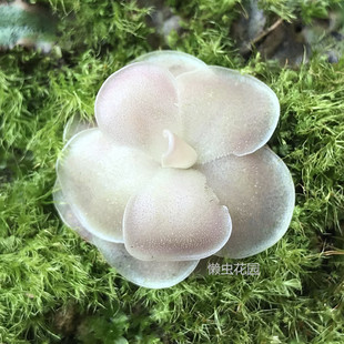 懒虫花园-食虫植物小型捕虫堇爱石爱丝交石灰岩果冻粉可爱造景
