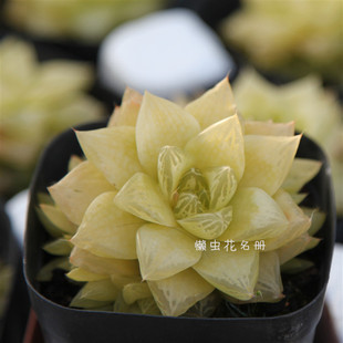 懒虫花园-黄金玉露 凝脂菊 群生多肉植物 一物一拍 带盆土发货