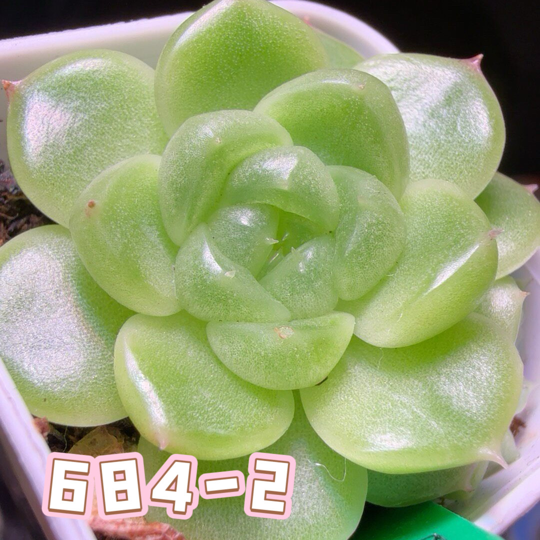 684-2 多肉母本状态参考图多肉植物
