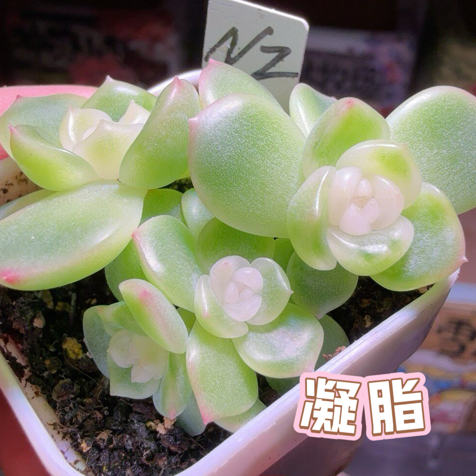 凝脂 多肉母本状态参考图 定繁多肉植物