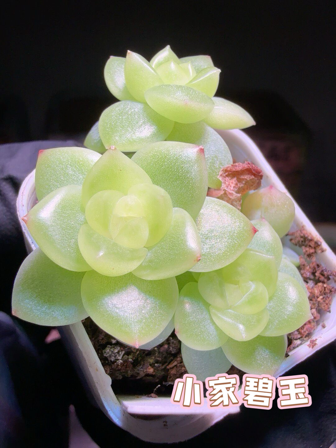 小家碧玉 多肉母本状态参考图定多肉植物