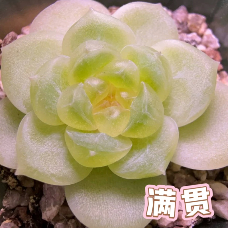 满贯 多肉新品 母本状态参考图多肉植物