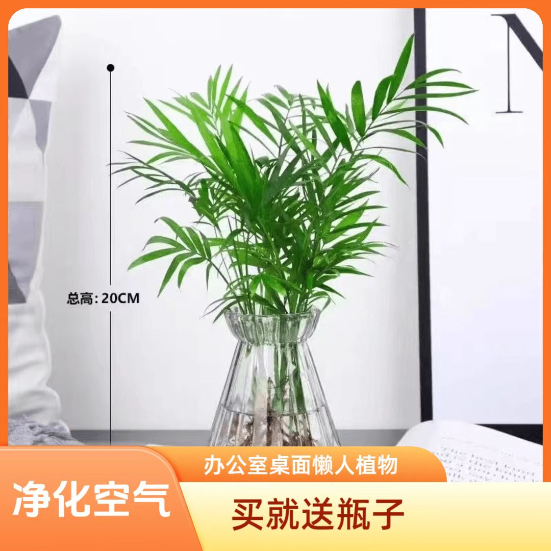 散尾葵袖珍椰子桌面四季常青水培