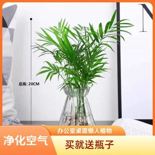 散尾葵袖珍椰子水培绿植花卉桌面办公室懒人植物室内四季常青好养