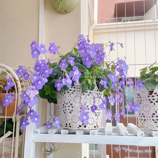 月美花卉 多年生耐荫耐热夏季室内阳台垂吊海豚花苗盆栽 蓝色白色