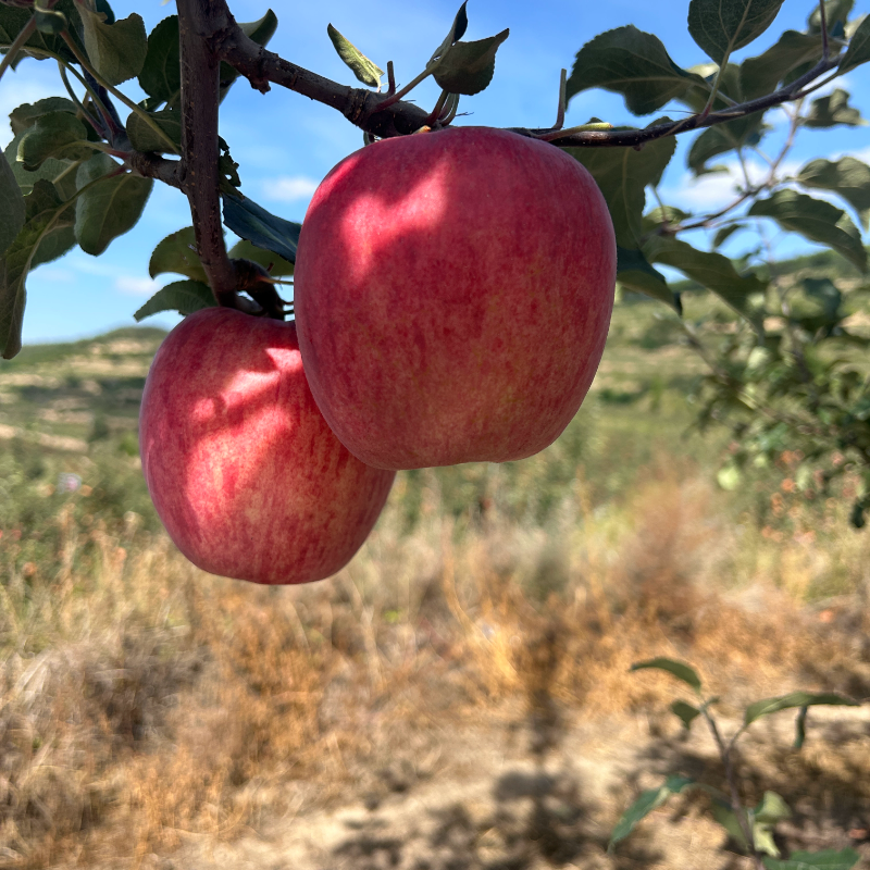 2025甘肃静宁苹果红富士当季苹果新鲜水果中果脆甜苹果顺丰包邮,水产肉类/新鲜蔬果/熟食,苹果,淘宝优惠券,粉丝福利购,淘宝优惠卷