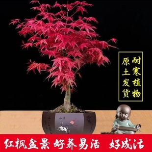 日本红枫盆景原生矮霸红舞姬老桩四季红枫树盆栽室内阳台庭院植物