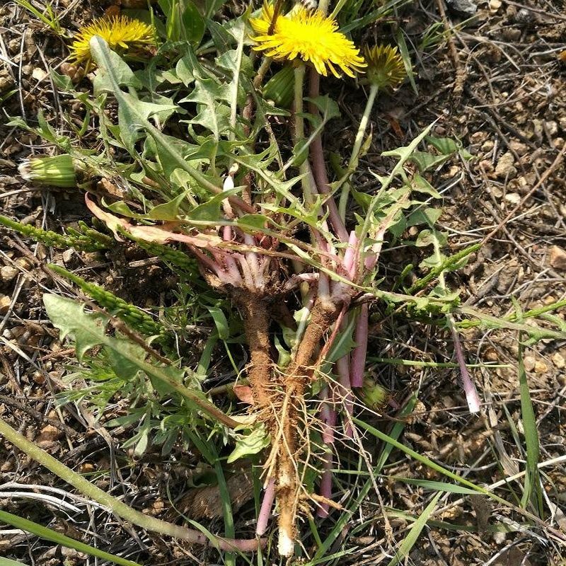 东北特产野生山蒲公英鲜根纯天然蒲公英鲜根可食用可盆栽耐热耐寒